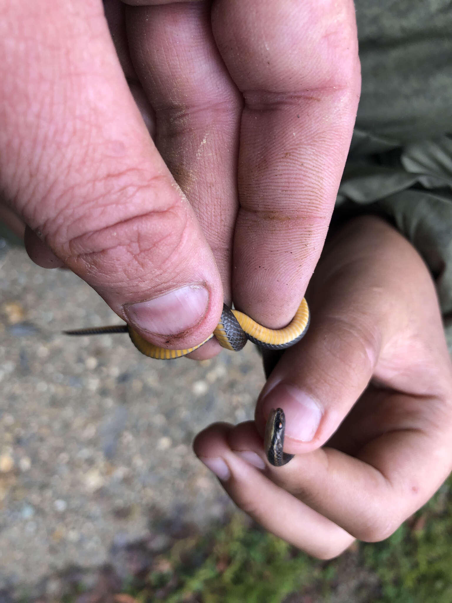 Image of Ribbon Graceful Brown Snake