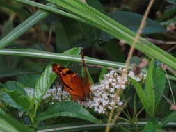 Image of Hypanartia paullus Fabricius 1793