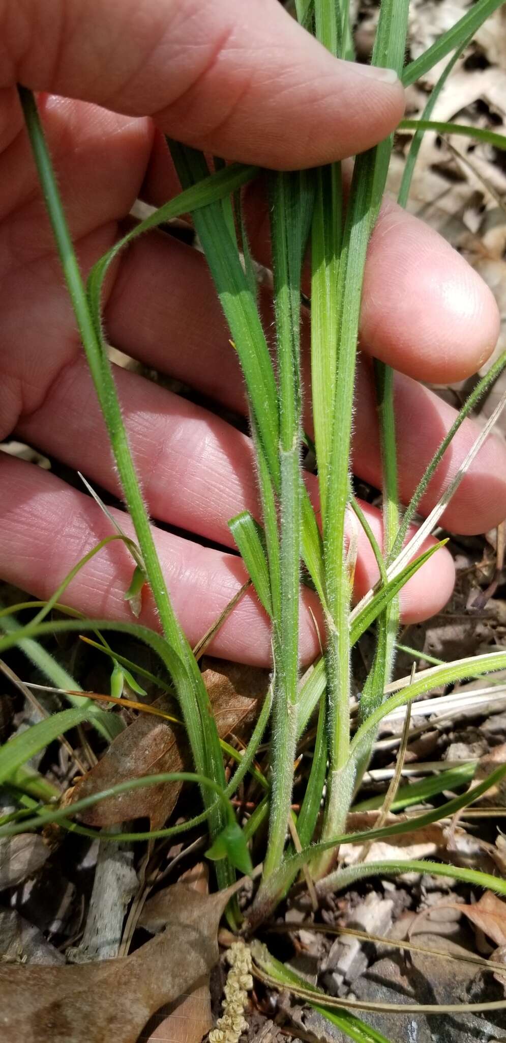 Image of fuzzy wuzzy sedge