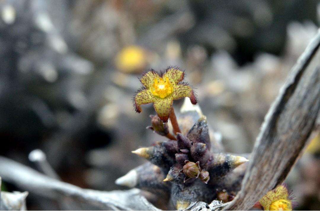 Image de Ceropegia arida (Masson) Bruyns