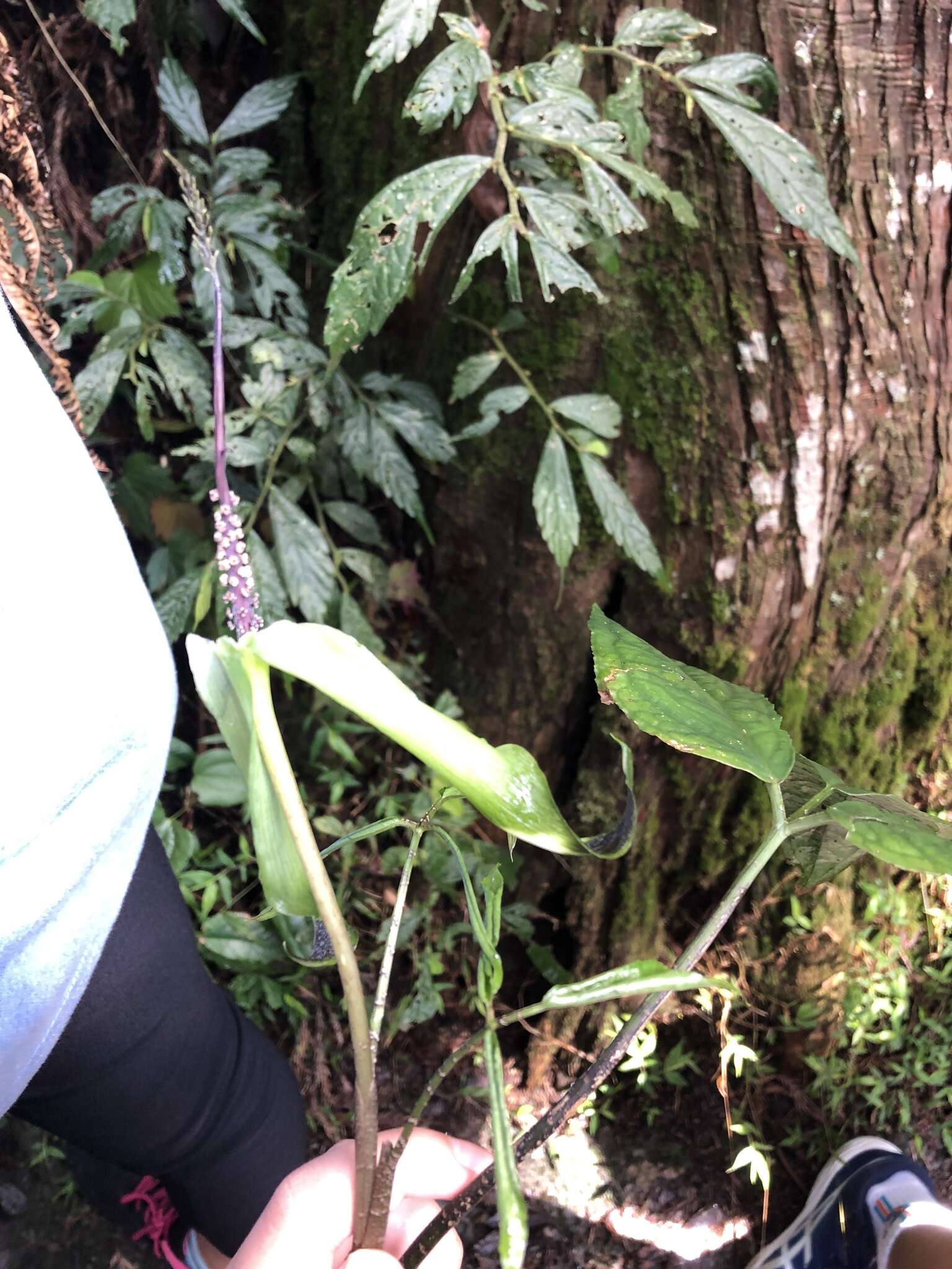 Image of Arisaema penicillatum N. E. Br.