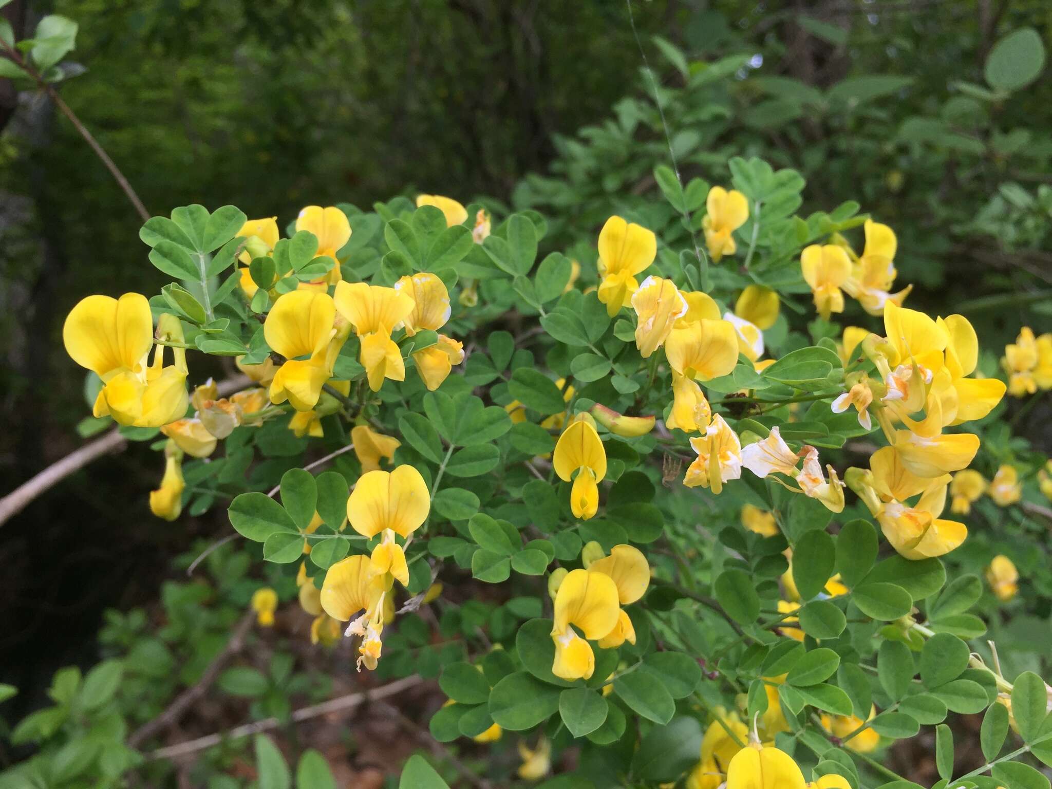 Image of Scorpion Senna