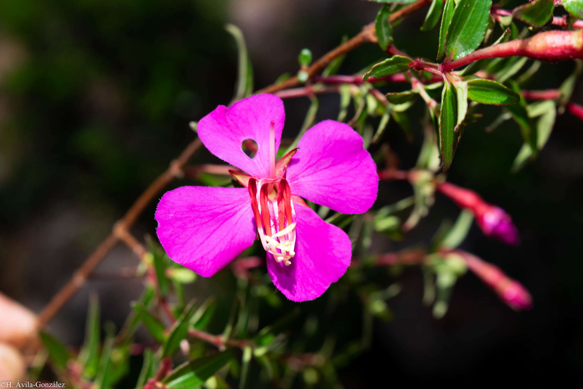 Слика од Monochaetum calcaratum (DC.) Triana