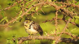 Image of D'Arnaud's Barbet