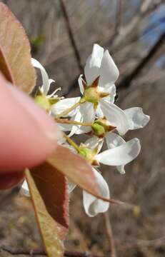 Image de Amelanchier interior Nielsen