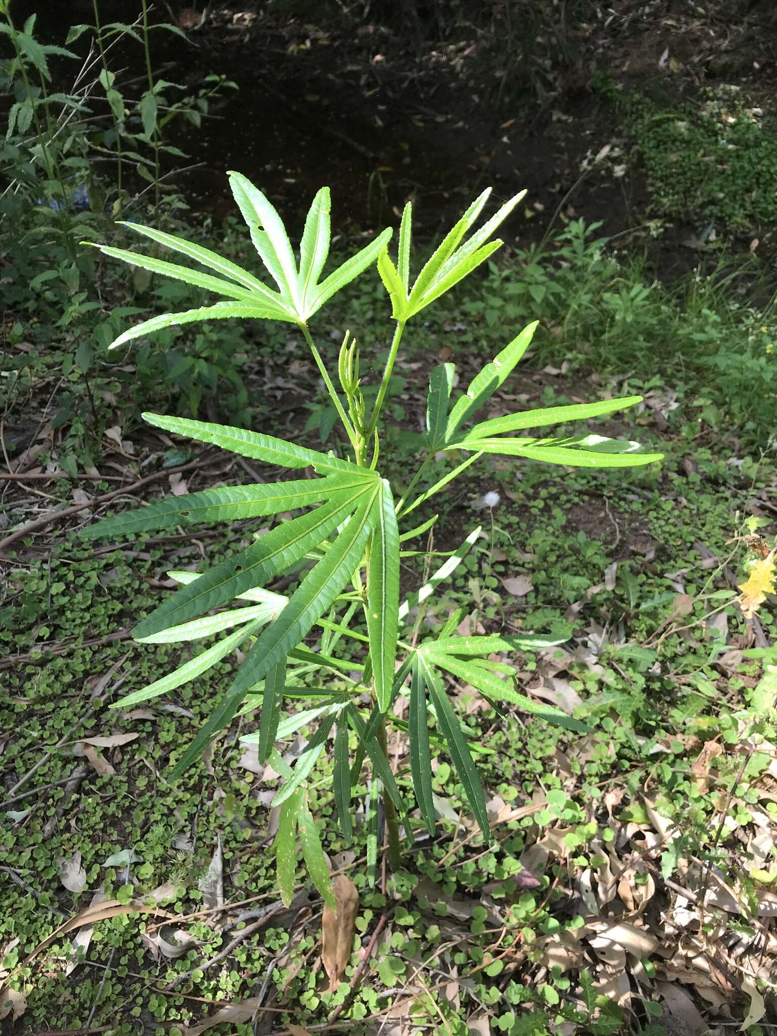 Image of Hibiscus heterophyllus Vent.