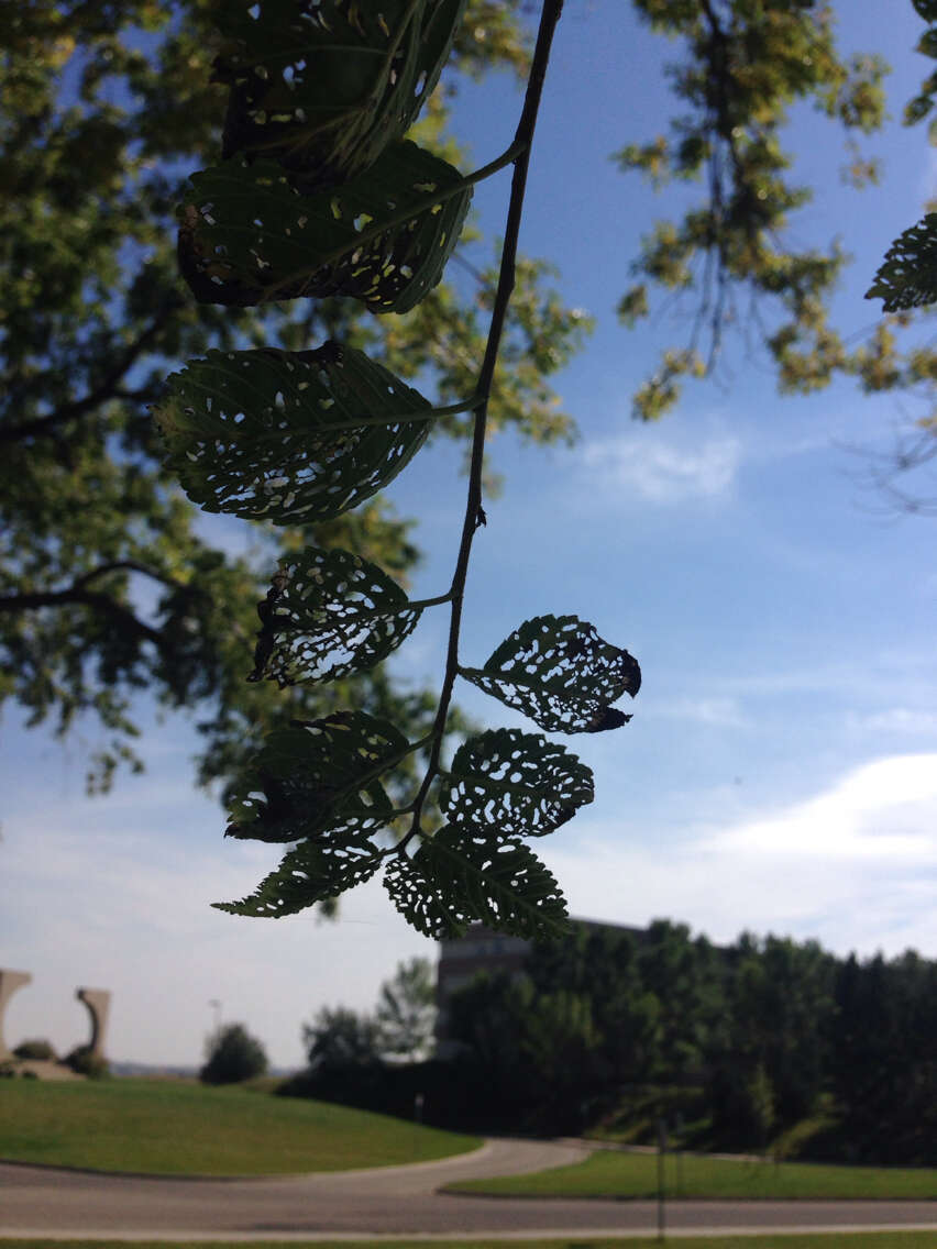 Plancia ëd Ulmus americana L.