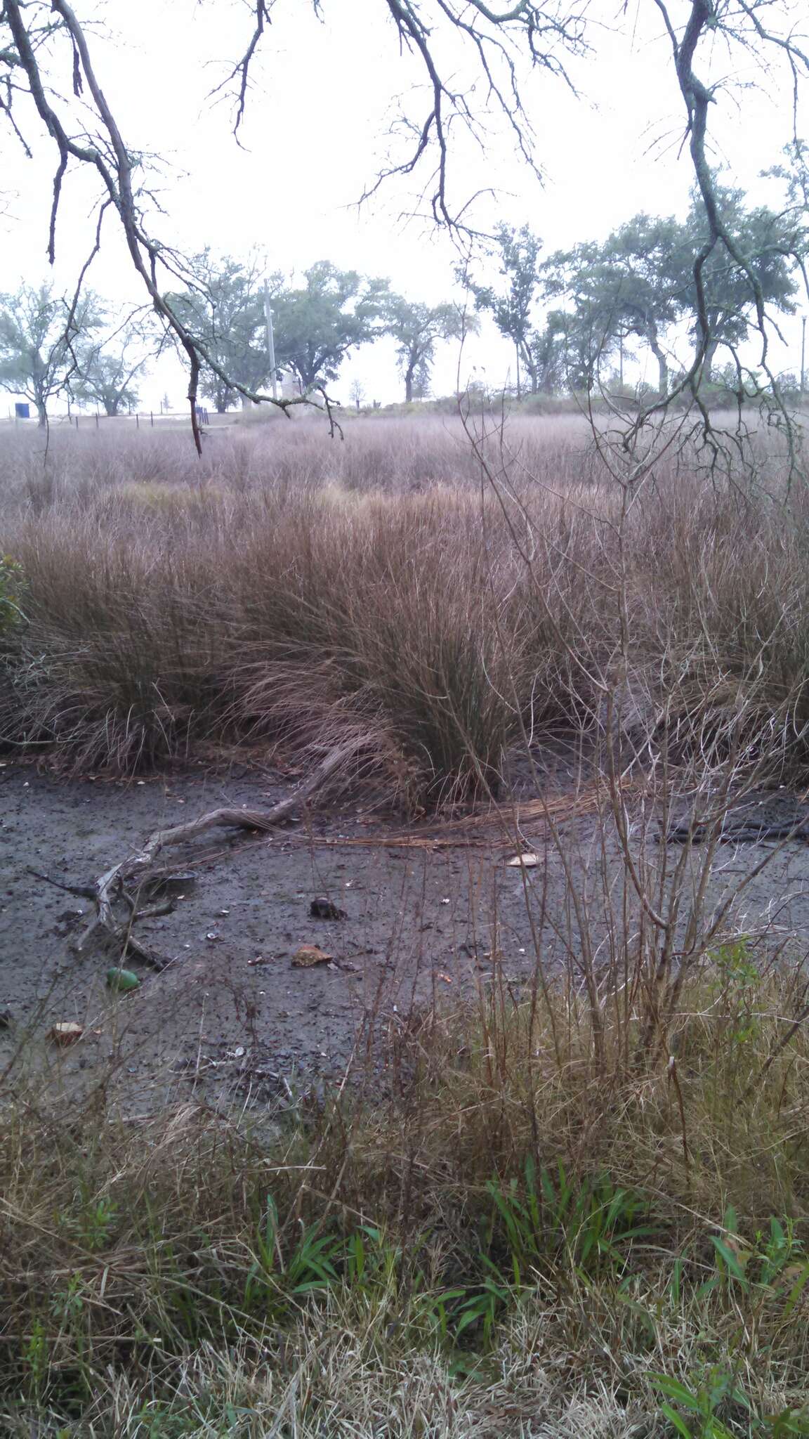 Image of needlegrass rush