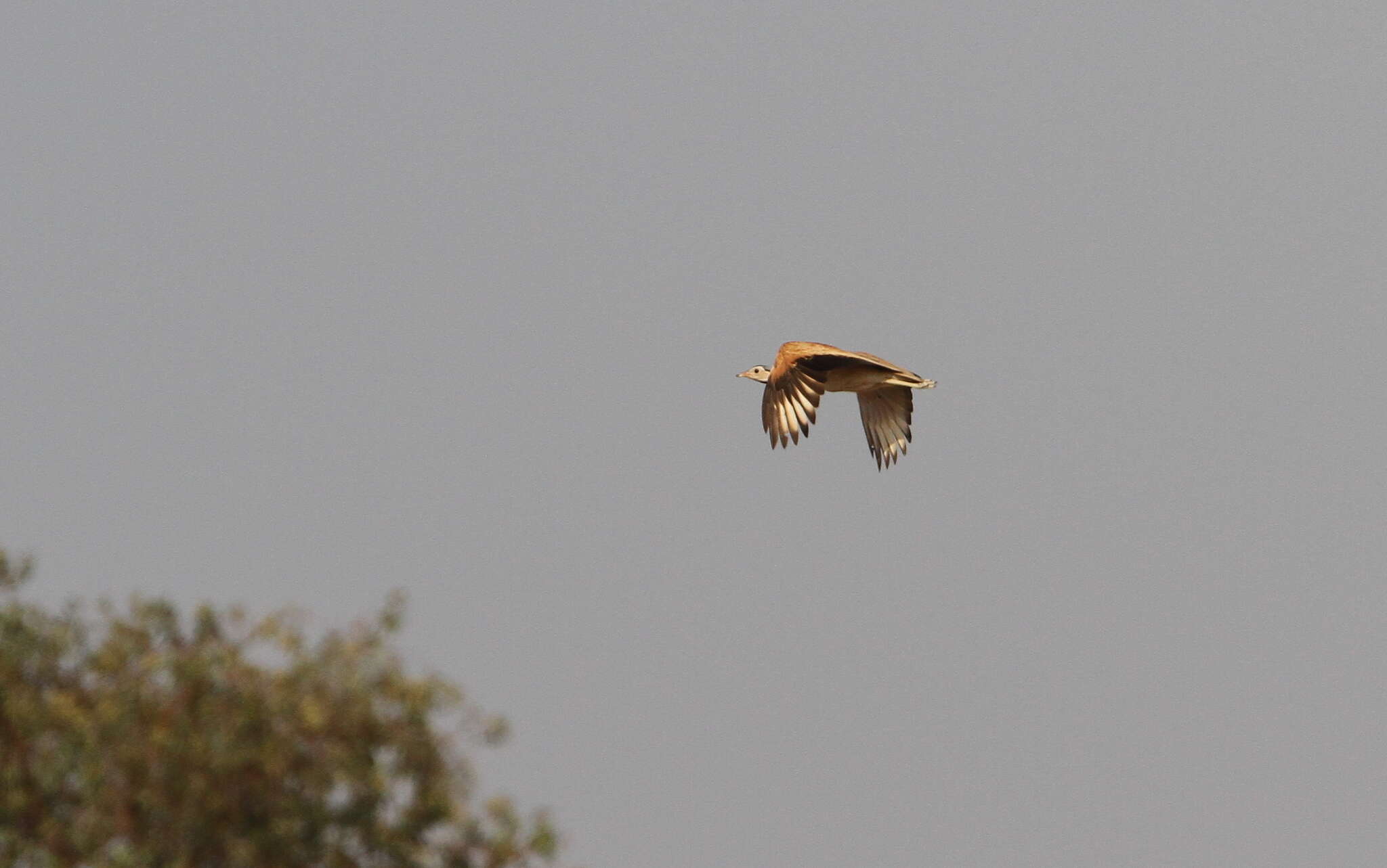 Image of White-bellied Bustard