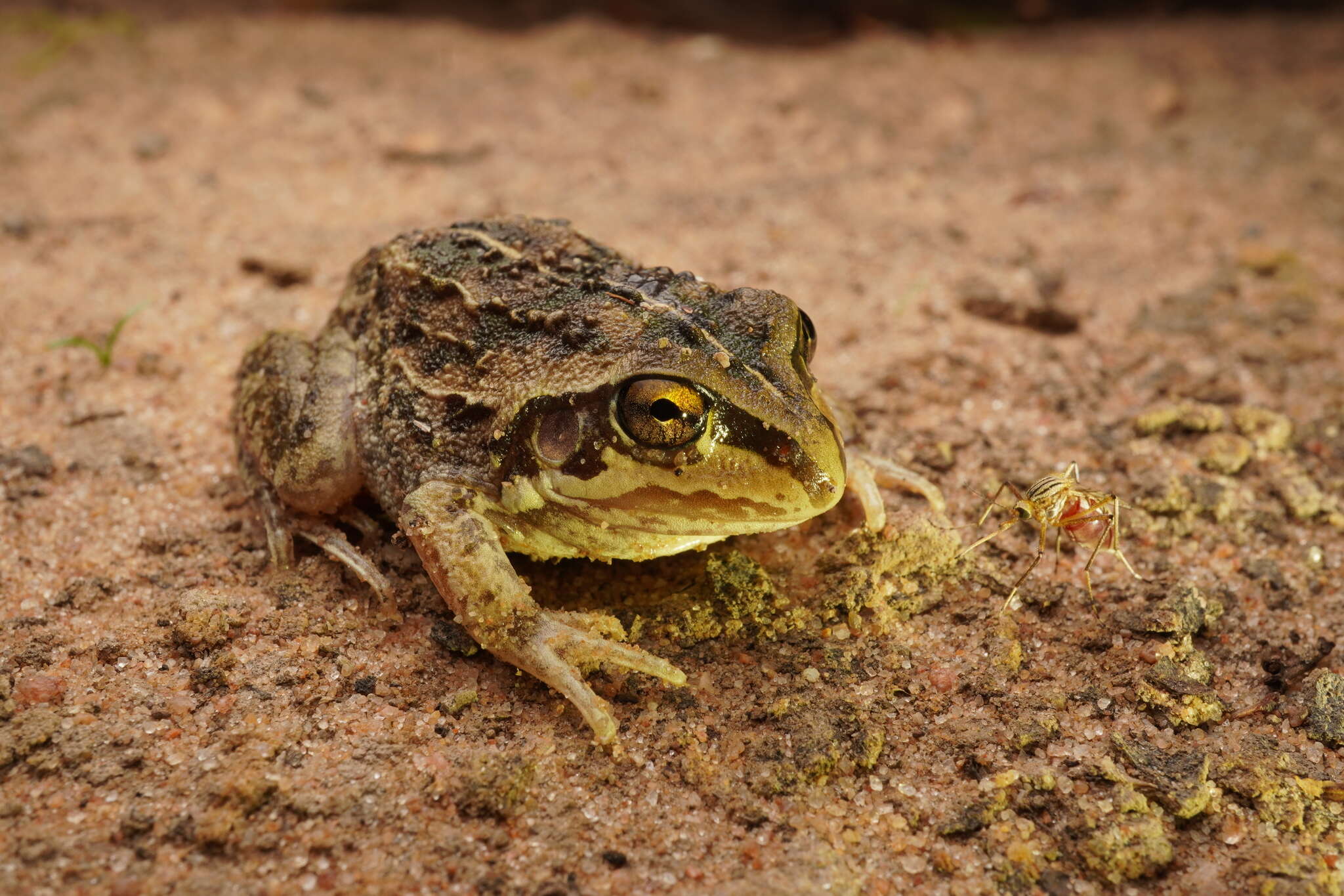 Plancia ëd Ranoidea verrucosa (Tyler & Martin 1977)