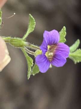 Image de Stemodia pusilla Benth.