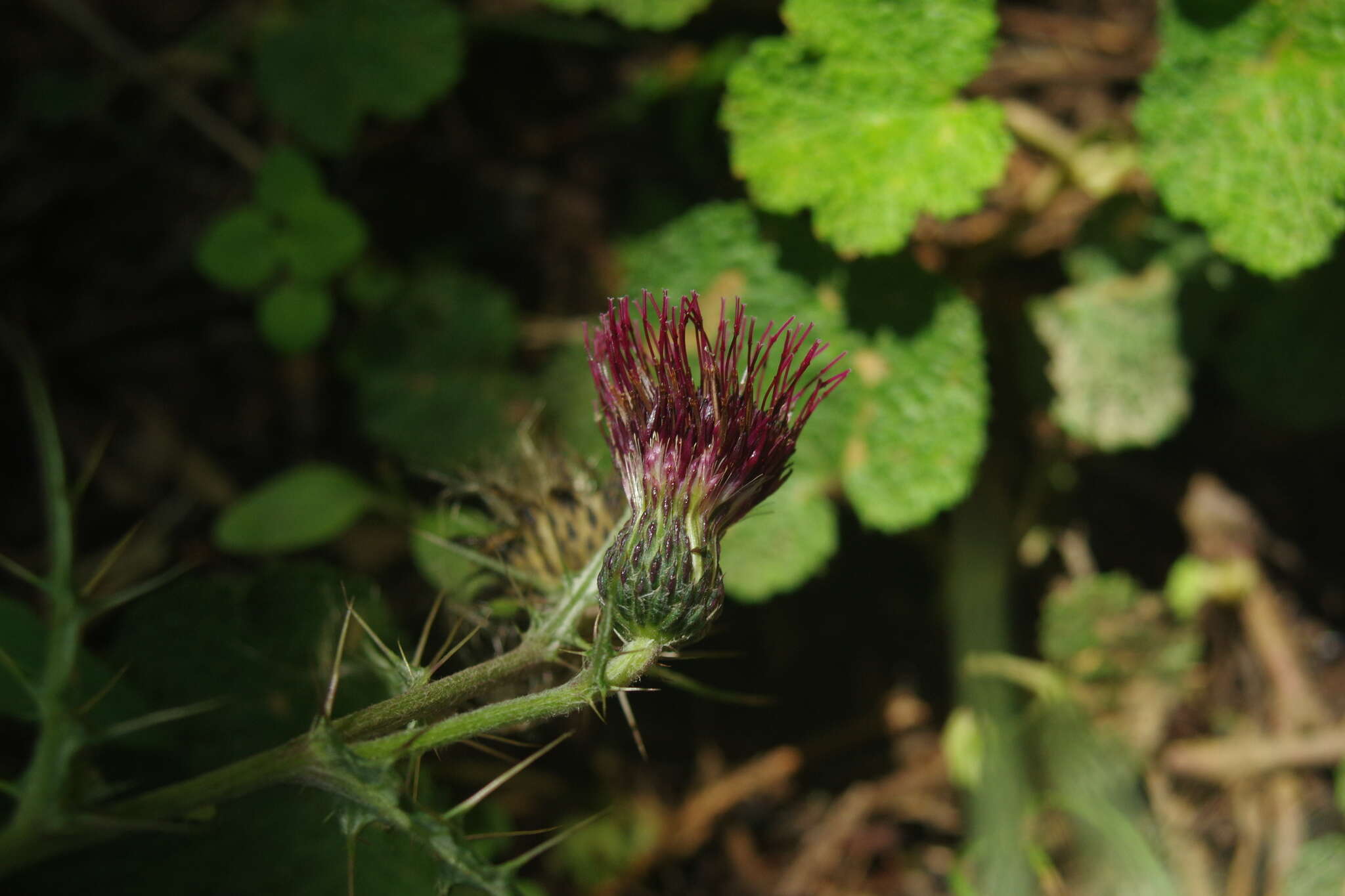 Imagem de Cirsium suzukii