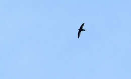 Image of Spot-fronted Swift