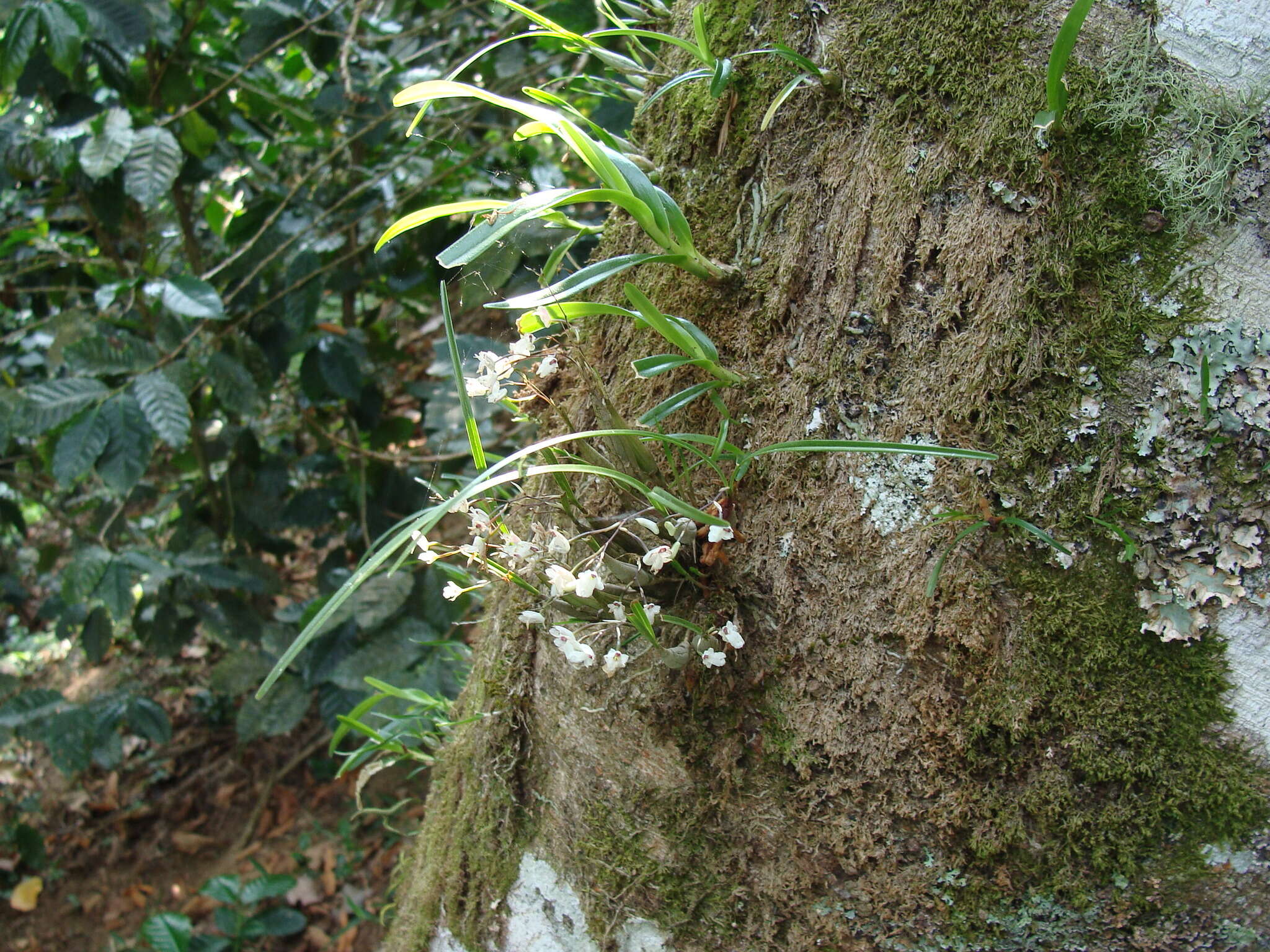 Plancia ëd Scaphyglottis crurigera (Bateman ex Lindl.) Ames & Correll