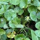 Image de Hydrocotyle bonplandii A. Rich.