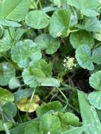 Image de Hydrocotyle bonplandii A. Rich.