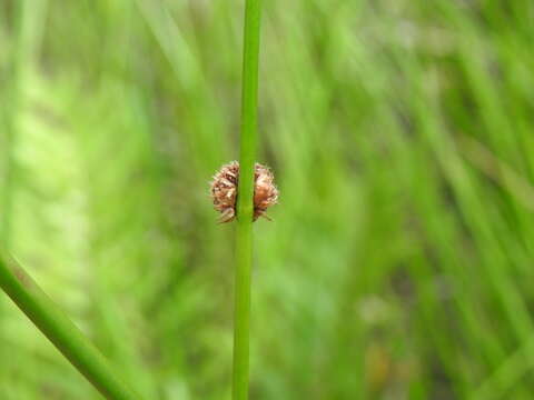 Image of Chorizandra sphaerocephala R. Br.