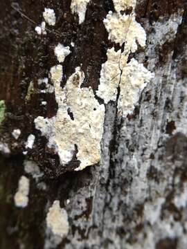 Image of Radulomyces notabilis (H. S. Jacks.) Parmasto 1968