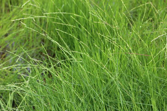 Image of Nile grass