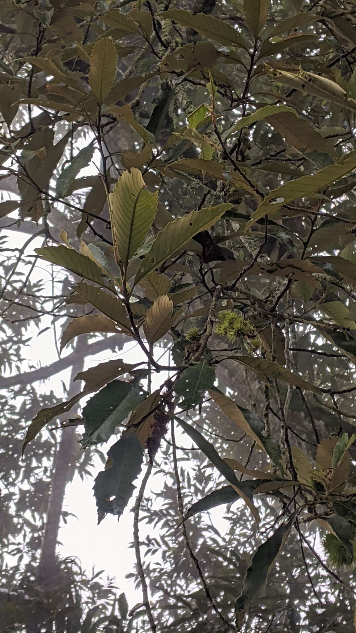 Image of Castanopsis faberi Hance