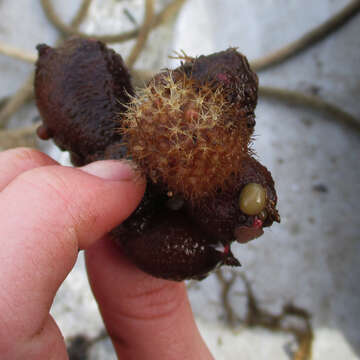 Image of cactus sea squirt