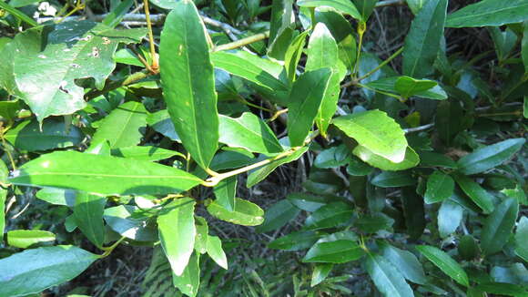 Image of Doryphora sassafras Endl.