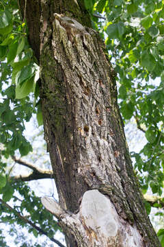 Image of Eurasian elm