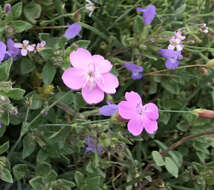 Image of Dianthus pungens L.