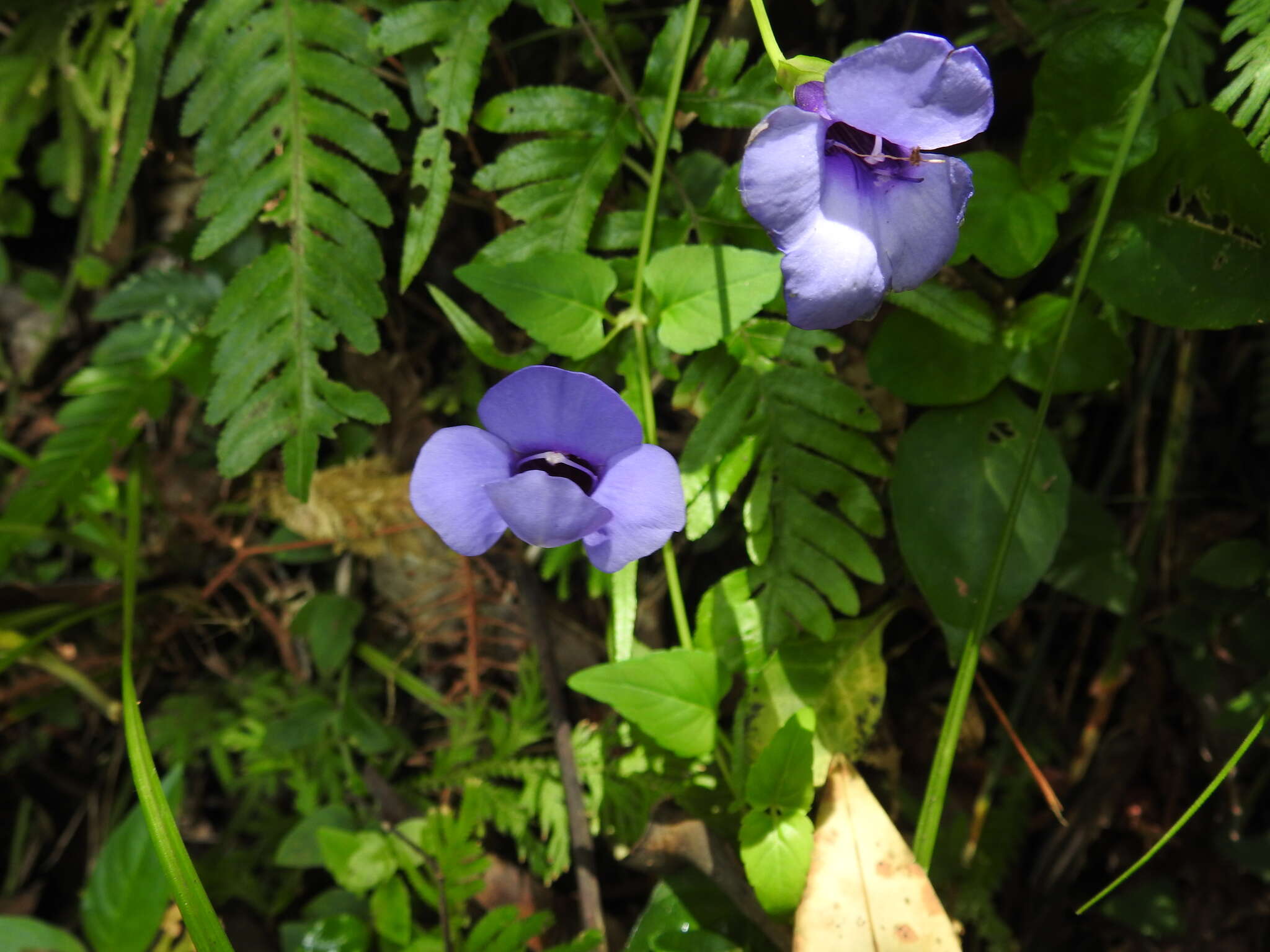 Image of Spotless Violet Torenia