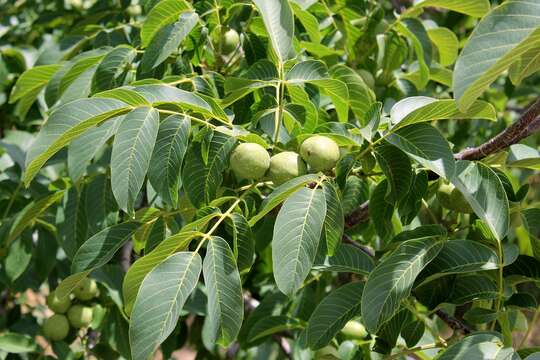 Image of Common walnut