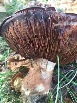 Image of Cortinarius balteatocumatilis Rob. Henry ex P. D. Orton 1960