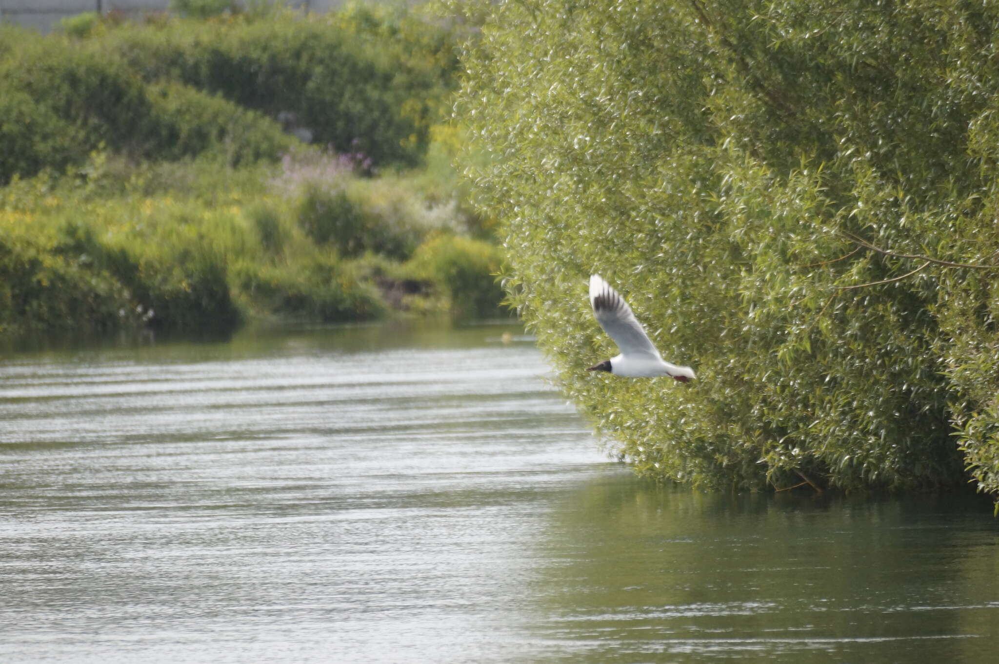 Image de Mouette de Patagonie