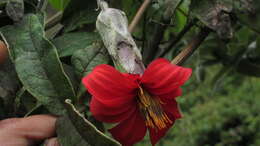 Image of Mutisia clematis L. fil.