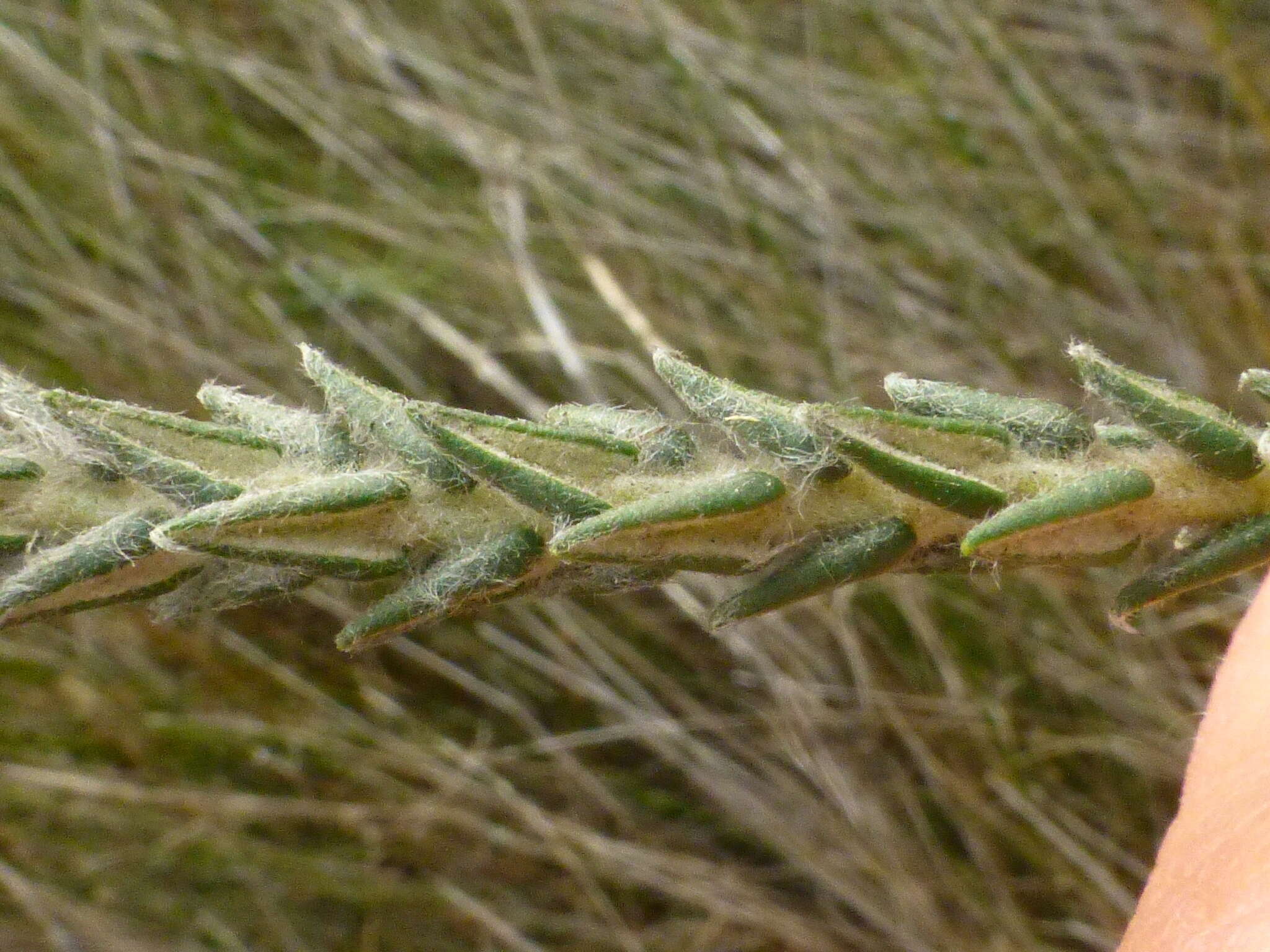 Image of Phylica harveyi (Arn.) Pillans