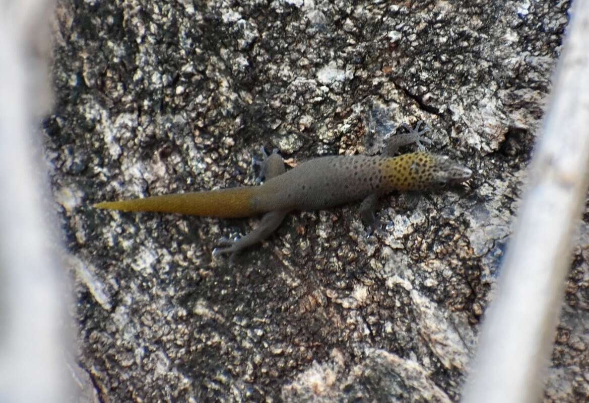 Sphaerodactylus dimorphicus Fong & Diaz 2004 resmi