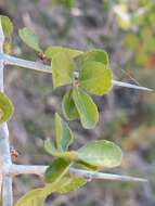 Plancia ëd Commiphora simplicifolia H. Perrier