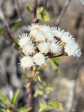 Image of Eupatorium gall midge