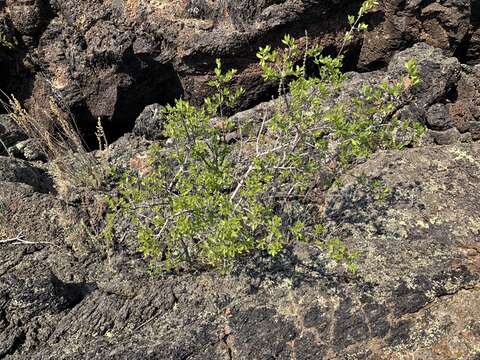 Forestiera pubescens var. pubescens resmi