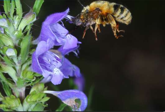 Image of Anthophora deserticola Morawitz 1873