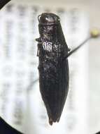 Sivun Spectralia gracilipes (Melsheimer 1845) kuva