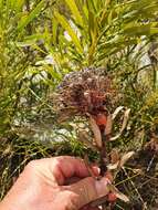 Plancia ëd Leucospermum tottum (L.) R. Br.