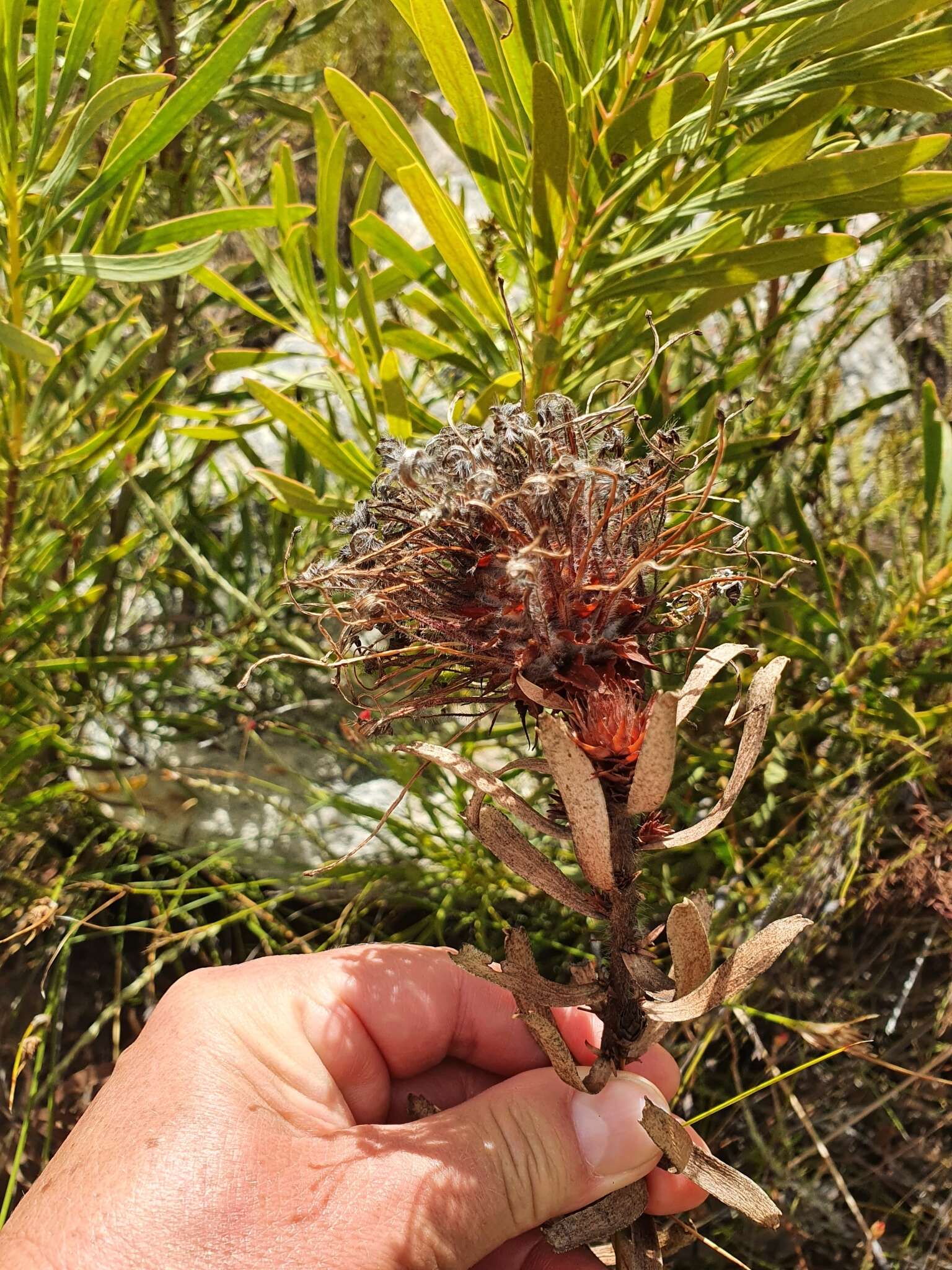 Plancia ëd Leucospermum tottum (L.) R. Br.