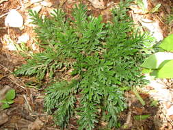 Image of Selaginella convoluta (Arn.) Spring