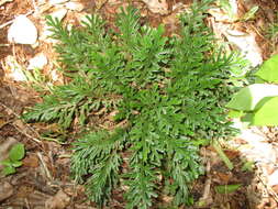 Selaginella convoluta (Arn.) Spring的图像