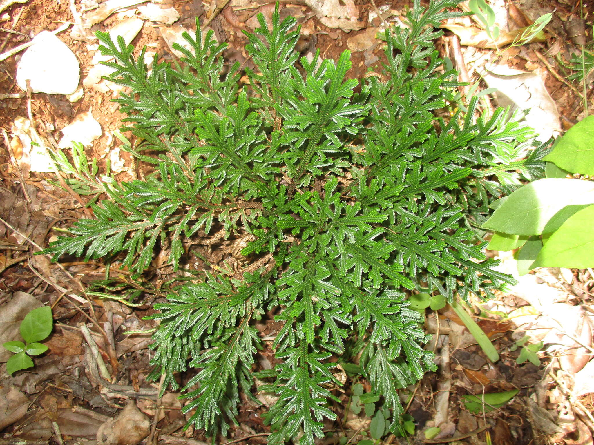 Selaginella convoluta (Arn.) Spring的图像