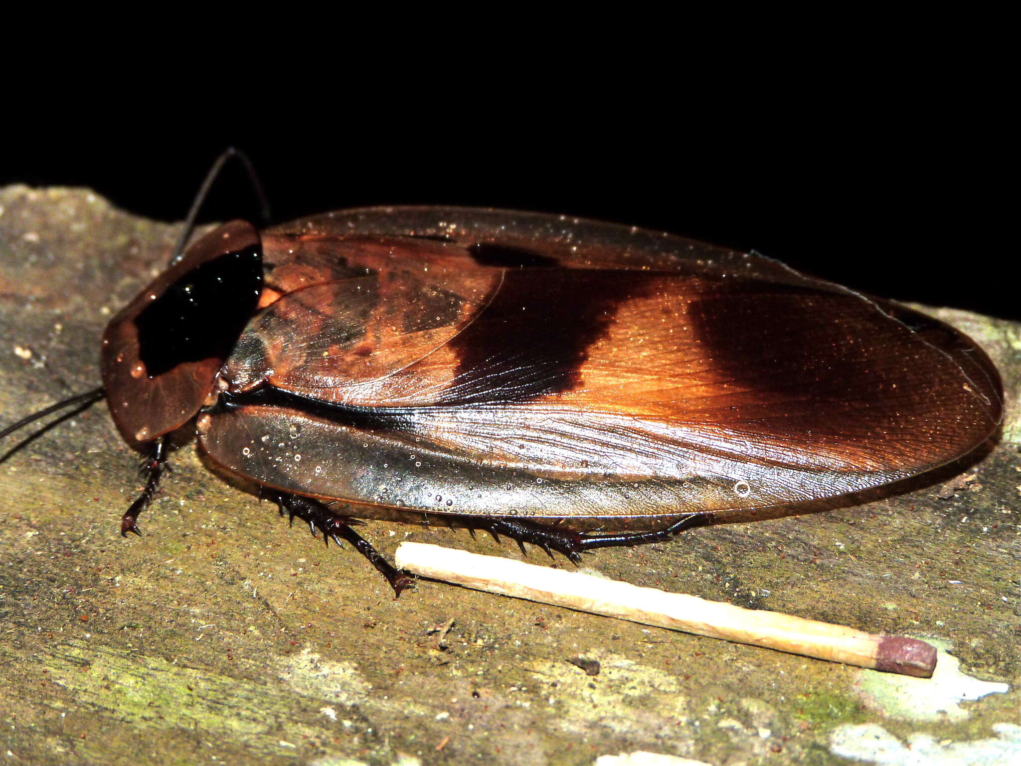 صورة Blaberus giganteus (Linnaeus 1758)