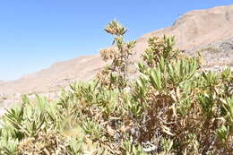 صورة Trixis cacalioides (Kunth) D. Don