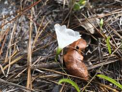 Image of coastal plain dawnflower