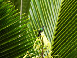 Image of Glittering-throated Emerald