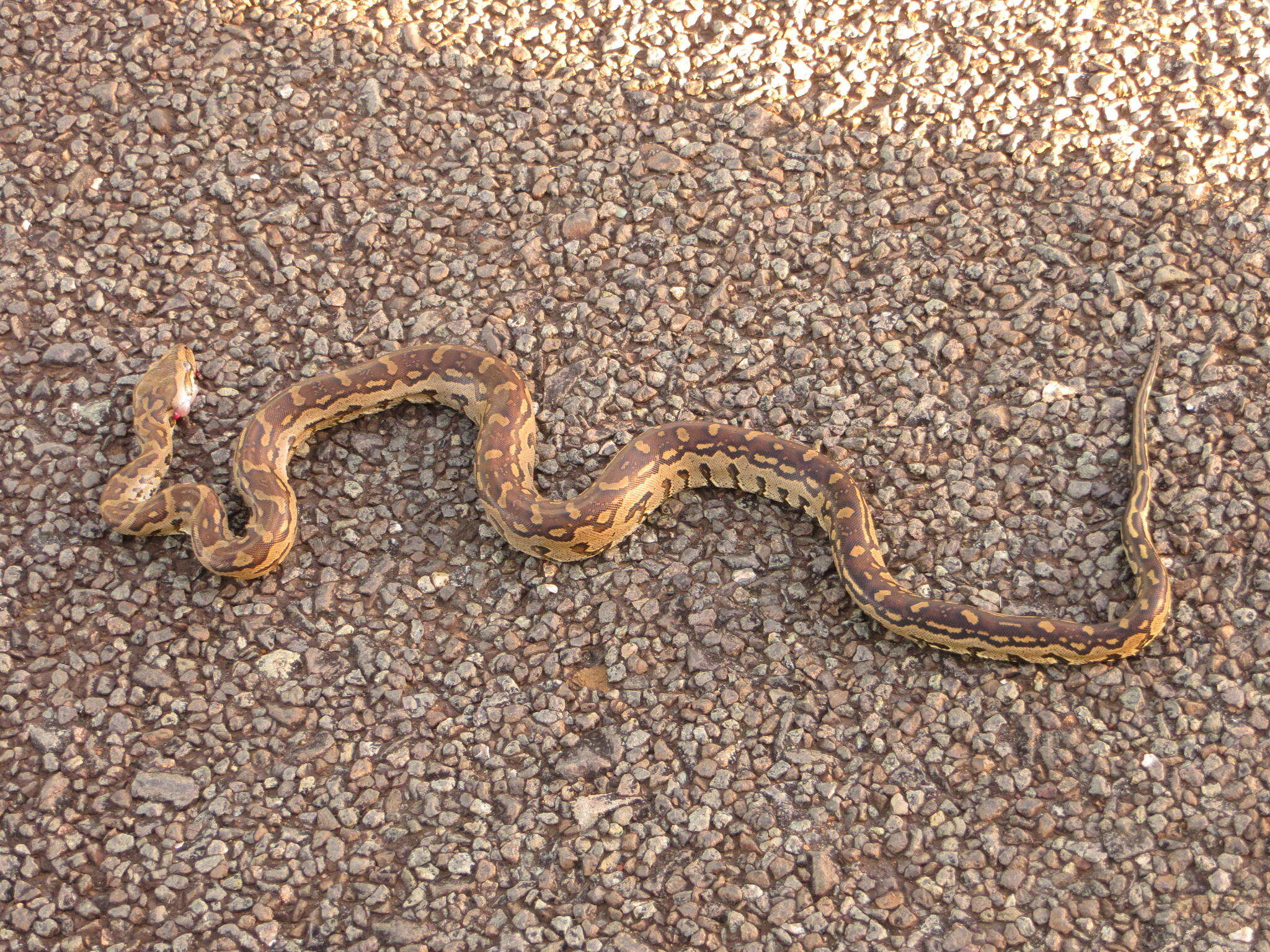 Image de Python natalensis A. Smith 1840